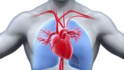 أستاذ جراحة: 3 أعراض لانسداد الشرايين.. وهذه طرق العلاج والوقاية