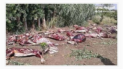 العثور على 38 حمارا مذبوحا في المنوفية