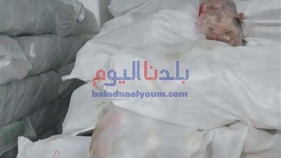 ضبط 1,6 طن دواجن مجمدة فاسدة قبل بيعها فى أسواق القليوبية