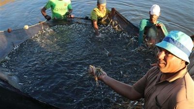 مزارعو الأسماك في العباسية يطالبون بالقضاء على حلقة الوسيط وضبط الأسواق