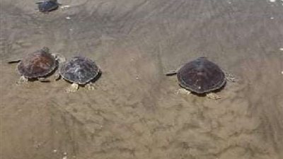 البيئة تنجح في إنقاذ سلاحف بحرية مهددة بالانقراض وإعادتها لبيئتها الطبيعية