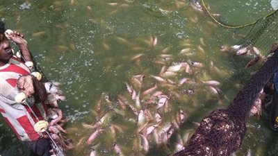 التموين تطرح أسماك بوري بسعر 35 جنيه للكيلو