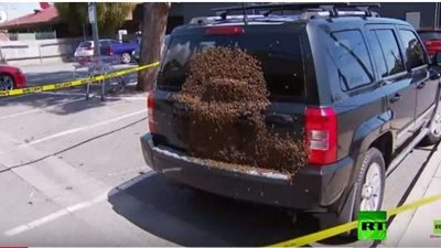 شاهد.. أعداد لا تُحصى من النحل تغزو إحدى السيارات في استراليا