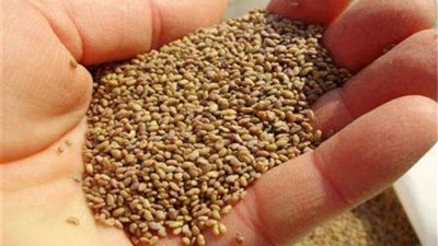 وزارة الزراعة تبدأ في استخراج أذون التقاوى المستوردة