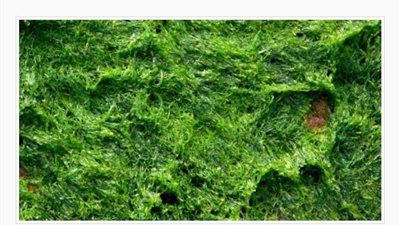 معهد بحوث البترول: مصر تنفذ مشروعًا لاستغلال الطحالب البحرية