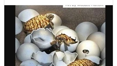 باحثون يعثرون على بيضة عمرها 90 مليون سنة