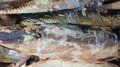 شرطة التموين تضبط 9 أطنان سردين ورنجة فاسدة داخل مصنع بالشرقية