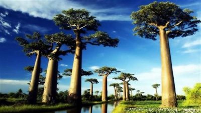 لهذه الأسباب.. أكثر من نصف نباتات أوروبا مهددة بالانقراض