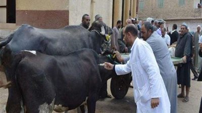 رئيس لجنة الثروة الحيوانية يكشف: فيروس جديد يهدد الماشية