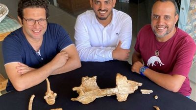 بالصور | اكتشاف حوت برمائي عاش في مصر قبل 43 مليون عام