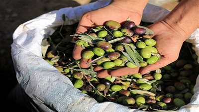 الزراعة الفلسطينية: قررنا استيراد الزيتون من مصر والأردن وإسرائيل