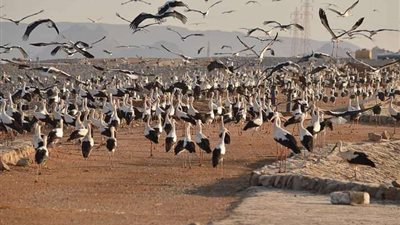 البيئة تعلن رصد أولى أسراب الطيور المهاجرة بمحميات جنوب سيناء