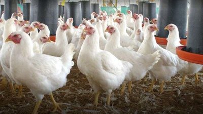 استقرار في أسعار الدواجن اليوم الخميس