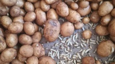 بالمستندات والفيديو.. التجار بائعي سموم البطاطس الخضراء في أسواق الدقهلية
