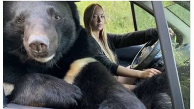 بالصور | فتاة تقود سيارتها برفقة دب مفترس.. ما القصة؟
