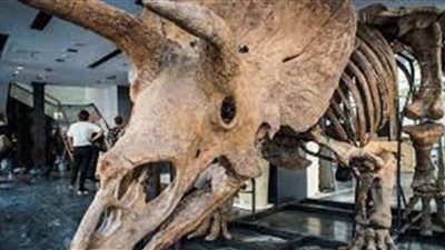 بسعر 1.5 مليون يورور.. بيع أكبر ديناصور ثلاثي القرون في مزاد علني