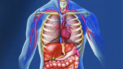 فيروس كورونا يؤثر على الدورة الدموية