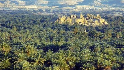 إقامة مهرجان يوم النخيل السيوي بمطروح.. 17 أكتوبر