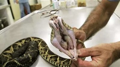 دراسة جديدة: سم أفعى خطير يقضي على فيروس كورونا