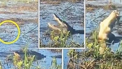 واقعة غريبة.. تمساح يقفز من الماء ويلتقط طائرة من الجو