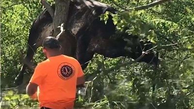 إعصار آيدا يلقي بـ «الأبقار» فوق الشجر