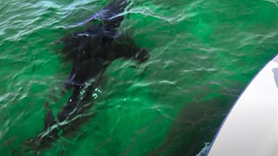 ازدهار سياحة أسماك القرش على سواحل أمريكا