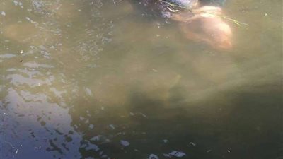 انتشال جثة شخص غرق فى مياه النيل بالقناطر الخيرية