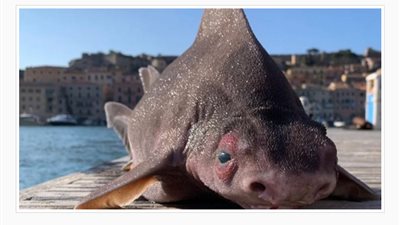 ظهور مخلوق مرعب في البحر المتوسط