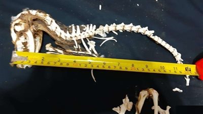 العثور على هيكل عظمي  لديناصور صغير في الصحراء الليبية