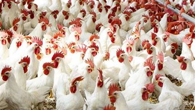 أسعار الدواجن والبيض اليوم الإثنين 13-9-2021