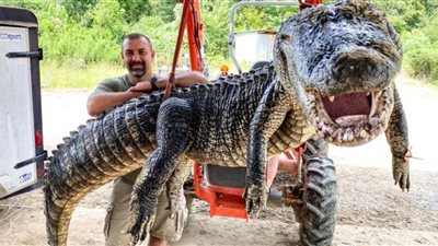 اكتشاف قطع أثرية عمرها 6000 عام داخل بطن تمساح.. تفاصيل