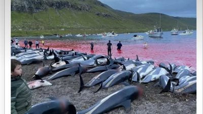 مذبحة دلافين تحول لون البحر إلى الأحمر
