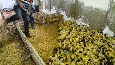 توزيع 40 ألف طائر بمشروع تربية البط بالبحيرة