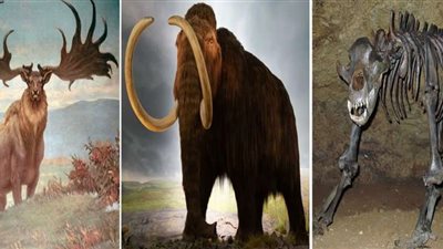 لأول مرة بالتاريخ.. حيوانات في طريقها إلى سطح القمر