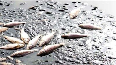 الجزائر تكشف عن اسباب نفوق 6000 سمكة من نوع 