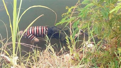 العثور على جثة شاب مشنوقا وملقاه بمصرف «المحيط» بمركز المنيا
