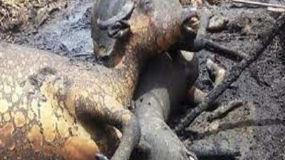 النيران تلتهم حظيرة مواشي بمركز شربين في الدقهلية