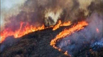 ضبط 71 مشتبها بتورطهم فى حرائق الغابات بالجزائر