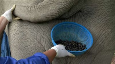 أغلى بن في العالم من 