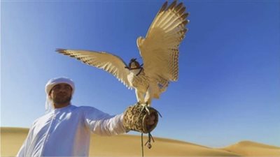 تعرف على أنواع ومراحل تدريب الصقور