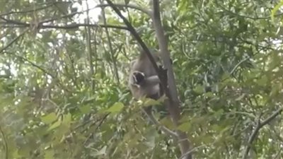 في حادثة غريبة.. قرد يخطف جروا رهينة لمدة 3 أيام على رأس شجرة