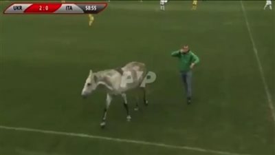 حيوانات تقتحم ملعب كرة القدم وتوقف المباراة بين إيطاليا وأوكرانيا