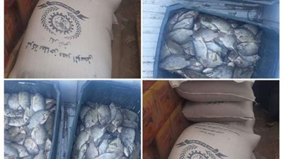 مباحث التموين تنجح في ضبط كمية من الاسماك غير صالحة للاستهلاك