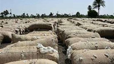 بيع 4.9 ألف قنطار قطن بسعر 