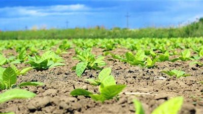 بدء موسم الزراعة المطرية بمطروح تزامنًا مع سقوط الأمطار