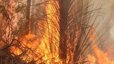 الحماية المدنية تسيطر على حريق مزرعة بالوادي الجديد