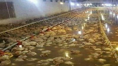 بعد تحذير رواد السوشيال.. هذه حقيقة نفوق مزارع الدواجن في مصر