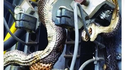 أفعى تقطع الكهرباء عن قرية كاملة