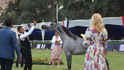 بالصور.. فعاليات مهرجان الخيول العربية بحضور وزير الزراعة