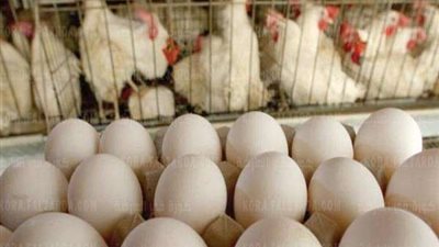 عاجل .. رئيس منتجي الدواجن يكشف سبب ارتفاع اسعار البيض